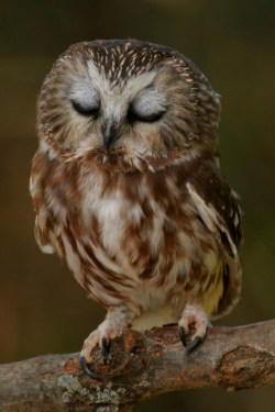 opti-mytic:   Sleepy Saw-whet Owl  Alex Thomson         