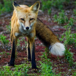 brutalgeneration:  A Study in Fox - 1 by zyrcster on Flickr.