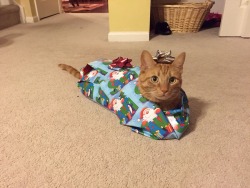 awwww-cute:  Here’s Twix. He puts up with a lot from the kids
