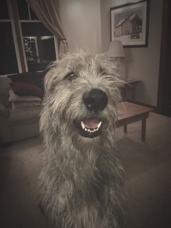 Bogart the Irish Wolfhound