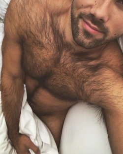 Hairy Chest Perfection