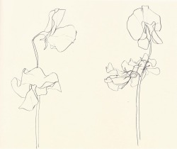 likeafieldmouse:  Ellsworth Kelly - Plant Drawings (1960-91)