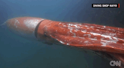skipinouterspace:  the-future-now:  Giant squids might be even