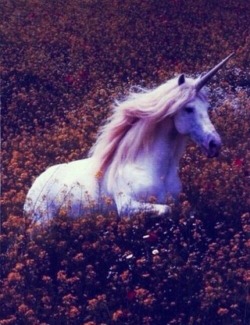 artisticlog:  This is majestic😍🦄🦄🦄🦄