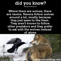 notverygeneric:  mautlin:  did-you-kno:  Where there are wolves,