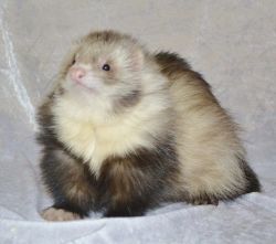 tripleclown:i just found out angora ferrets exist and they really