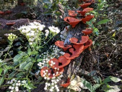 reishidreams:An intense bloom of Pycnoporus sanguineus, a reishi