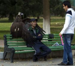 bogleech:  carrion bird tries to pawn slightly used angry man