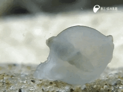 blondebrainpower:  Cuttlefish Hatching