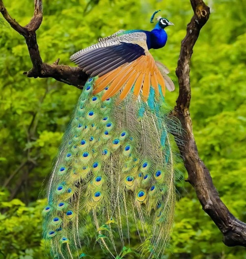 trashzy:Indian Peafowl