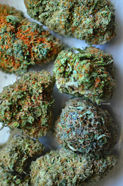 nickijuana:  Variety is always good :) PAbro95 