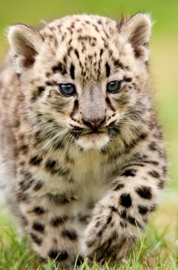 this-is-wild:  Snow Leopard(natural diversity) 