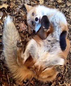 everythingfox:  Pets pls