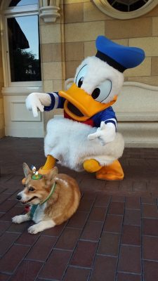 callofthenerd:  My friend posed her dog with Disney characters