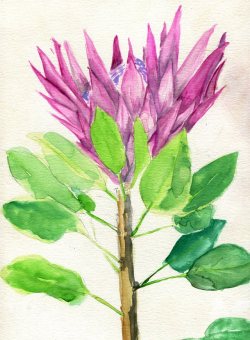 havekat: Spiky Watercolor On Paper 2017, 9″x 12″ King Protea