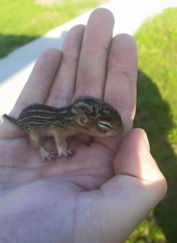 awwww-cute:  Facebook friend rescued this little guy from the