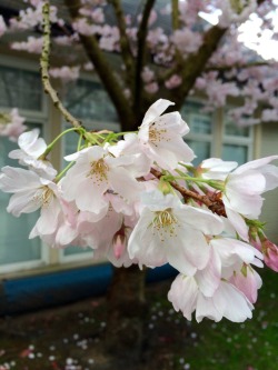 cometpng:  It’s cherry blossom season again