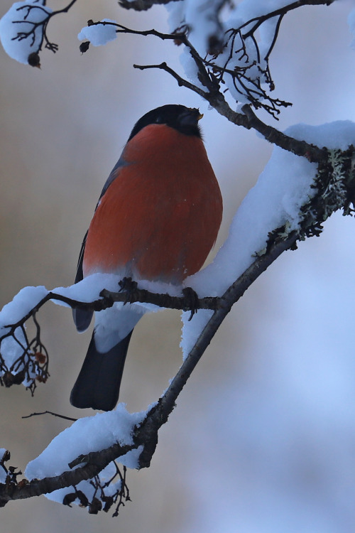 michaelnordeman:  Bullfinch/domherre. Värmland, Sweden (February