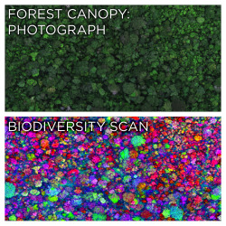 skunkbear: The top image is a photograph of a lush rainforest