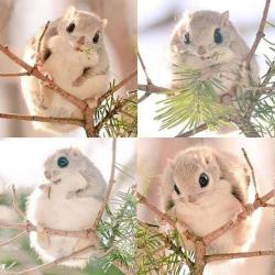 awwww-cute:  This fluff ball is a Japanese dwarf flying squirrels