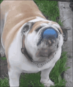casualcissexism:  4gifs:  Bulldog surprised when his ball trick