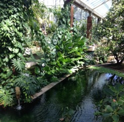 amazondolphin:  Cool pond inside the greenhouse at the botanical