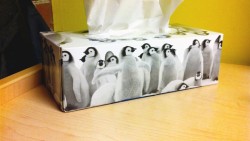 I associate you with baby penguins now, so even at work I get