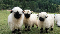 dirtygiraffes:  Valais Blacknose Sheep CUTEST GODDAMN SHEEP IN