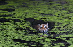 earthlynation:  (via 500px / Swiming tiger by Henrik Vind)