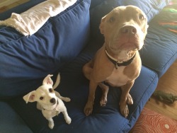 handsomedogs:  This is root and Hennessy, he’s my first foster