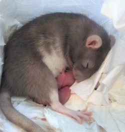 snastle:  Day 1: Bluebell and her litter. Five healthy pups,