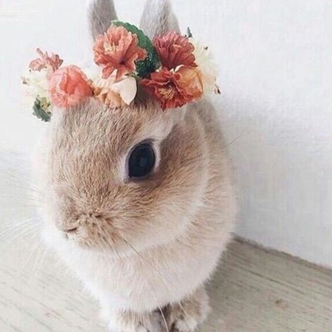 ainawgsd: Bunnies With Flower Crowns