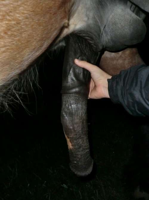 bigdickfantasies:  #horsedick #big #beastiality #niceview #fantasy #sohot #horsecock #drafthorse #dick 