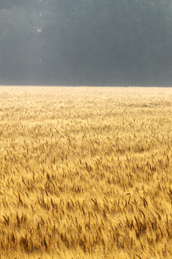 walking-geema:  ….wheat, sun, fog 