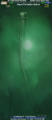 buzzfeed:  Meet the bigfin squid, an elusive and frankly quite