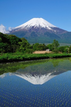 Crown jewel of Japan (Mr. Fuji, reflected in a flooded field of young rice plants)
