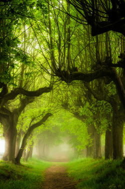 renamonkalou:  Forest | Heiko Gerlicher   