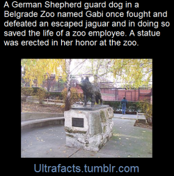 ultrafacts:  In the 1980s an eight-year-old German Shepherd,