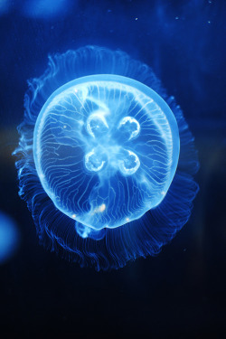 umq:  Moon Jelly by (LisaW123) 