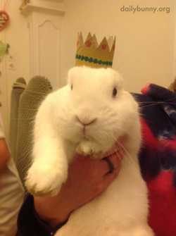 dailybunny:  Bunny Is King of the Castle Thanks, Didier, Julie,