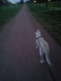 Our walk the other night, it was so nice out :)
