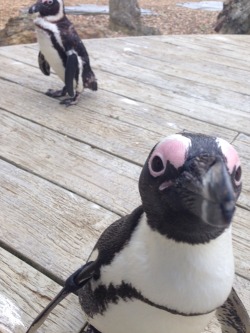 lost-lil-kitty:  The penguins attacked my phone as well lol!