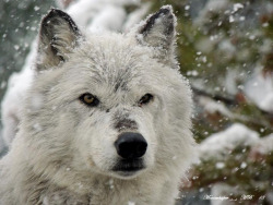 wolveswolves:  By Michael Burdic