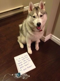 toriod:  trasemc:  Huskies gives me life  I cannot stop laughing!