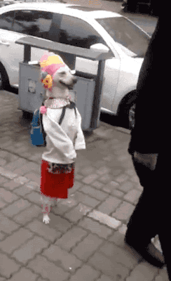 gifsboom:  Video: Dog can walk like little girl on street.