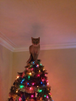 lennora: awesome-picz:    Cats Helping Decorate Christmas Trees.