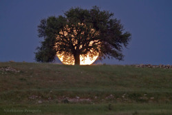 kennygmz:   Supermoon Rises Behind a Tree – Nikolakakos Panagiotis