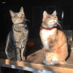 fin-for-the-win:  We’re just beaming. #caturday #finandsawyer