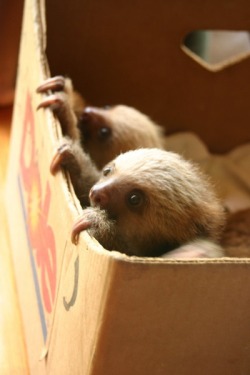 amandapalmer:  every few years, i need to share this box of sloths