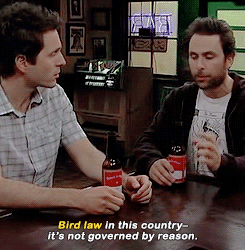 dailypaddys:  There is no such thing as bird law.Yes there is!